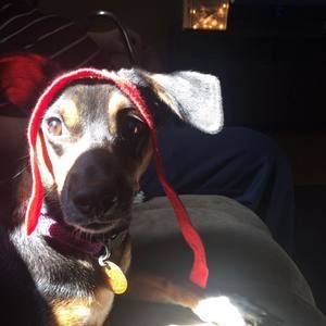 Meet your Posher, Sheba